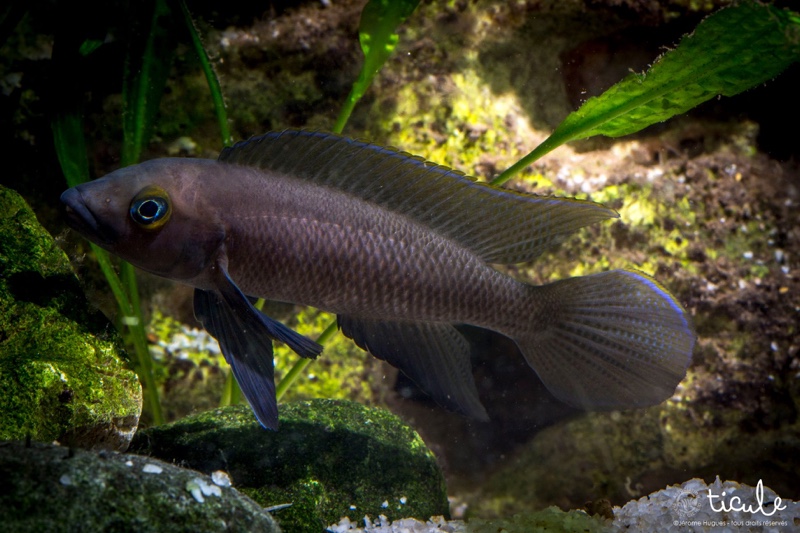 Neolamprologus pectoralis 'Tembwe (Deux)'